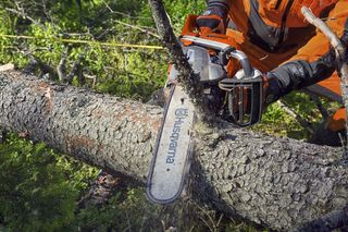 Forstwirtschaft und Baumpflege