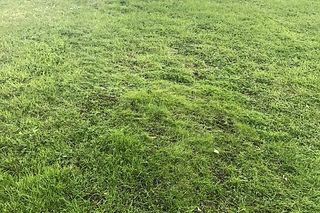 Hybrid grass, Before and after